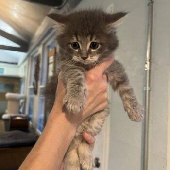 Dusty -  Domestic Long Hair Cat for Adoption in Kenosha, Wisconsin - Dusty | PetCurious