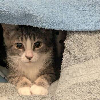 Chip -  Domestic Short Hair Cat for Adoption in Lynchburg, Virginia - Chip | PetCurious