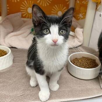 Domestic Short Hair Cats Available for Adoption in Wheaton, Illinois - Phil | PetCurious