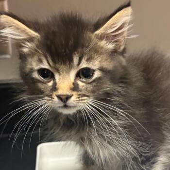 Matcha -  Domestic Short Hair Cat for Adoption in Chattanooga, Tennessee - Matcha | PetCurious