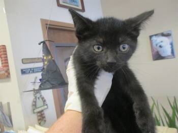 Rescue Domestic Short Hair Cats for Adoption in Ocala, Florida - PECAN | PetCurious