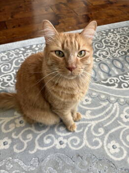 Rescue Domestic Medium Hair Cats for Adoption in Irving, Texas - Orange Julius | PetCurious