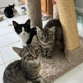 Dill (m), Thyme (F) Oregano (m) Bayleaf (m) -  Domestic Short Hair Cat for Adoption in Leesburg, Virginia - Dill (m), Thyme (F) Oregano (m) Bayleaf (m) | PetCurious