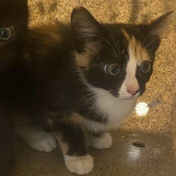 72501 -  Domestic Short Hair Cat for Adoption in Harrisonburg, Virginia - 72501 | PetCurious