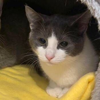 Domestic Short Hair Cats Available for Adoption - Shakshuka | PetCurious