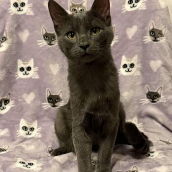 Domestic Short Hair Cats Available for Adoption in Owatonna, Minnesota - Mowgli | PetCurious