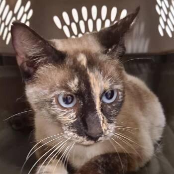 Domestic Short Hair Cats Available for Adoption - Allie | PetCurious