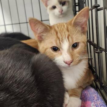 Hodge -  Domestic Short Hair Cat for Adoption - Hodge | PetCurious