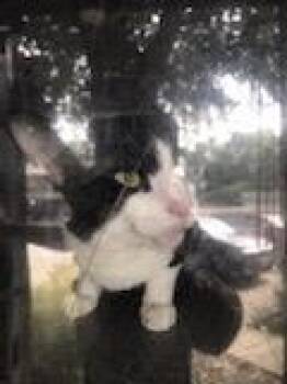 TEX -  Domestic Short Hair Cat for Adoption in Dallas, Texas - TEX | PetCurious