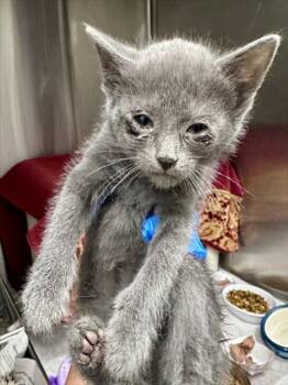 DADU -  Domestic Short Hair Cat for Adoption in Derwood, Maryland - DADU | PetCurious