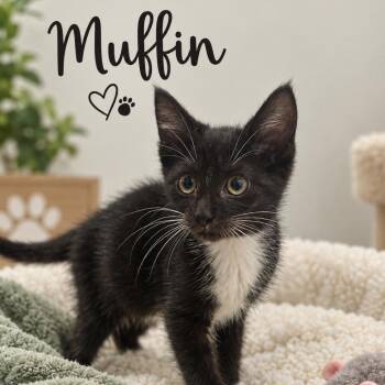 Muffin -  American Shorthair Cat for Adoption in Inman, South Carolina - Muffin | PetCurious