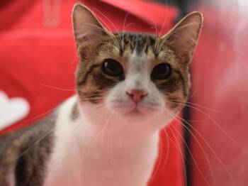Domestic Short Hair Cats Available for Adoption - Jacob | PetCurious