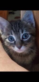 Rescue American Shorthair Cats for Adoption in Huntington Beach, California - Luke | PetCurious