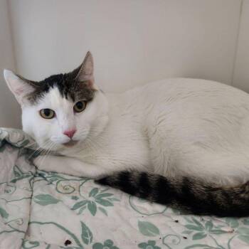 Hops -  Domestic Short Hair Cat for Adoption in Kingman, Arizona - Hops | PetCurious