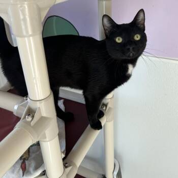 Domestic Short Hair Cats Available for Adoption in Binghamton, New York - Nirvana | PetCurious