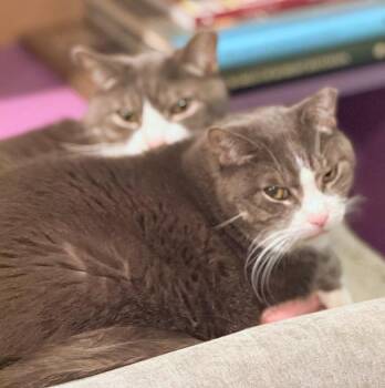 Rescue Domestic Short Hair Cats for Adoption in Melrose, Massachusetts - Charlie And Gino | PetCurious