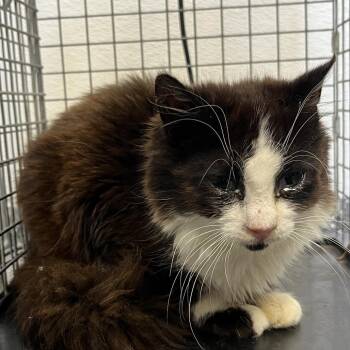 Domestic Medium Hair Cats Available for Adoption in Columbiana, Alabama - Feral Eloise | PetCurious