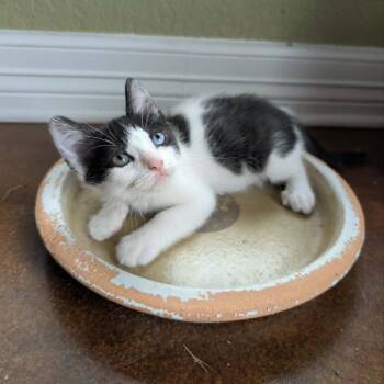 Tattie 26-04-106 -  Domestic Short Hair Cat for Adoption in Bastrop, Texas - Tattie 26-04-106 | PetCurious
