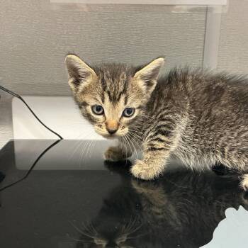 Hannah K3 -  Domestic Short Hair Cat for Adoption in Saint Joseph, Missouri - Hannah K3 | PetCurious