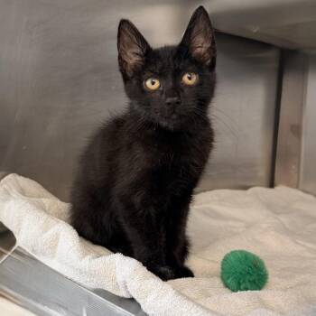 El Nino -  Domestic Short Hair Cat for Adoption in Palm Springs, California - El Nino | PetCurious
