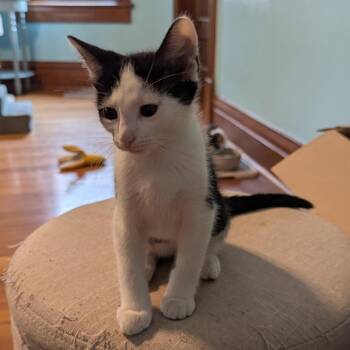 Sasha -  Domestic Short Hair Cat for Adoption in Springfield, Illinois - Sasha | PetCurious