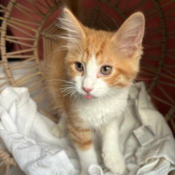 Declan -  Domestic Medium Hair Cat for Adoption in Lexington, Kentucky - Declan | PetCurious