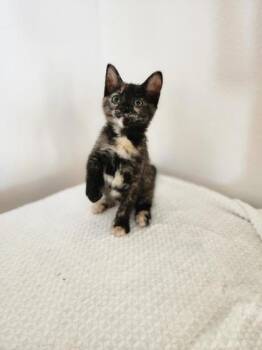 Domestic Short Hair Cats Available for Adoption in Honolulu, Hawaii - Aqua | PetCurious