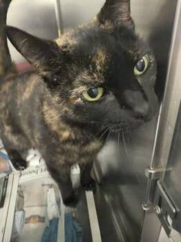 Domestic Short Hair Cats Available for Adoption - Kasha | PetCurious