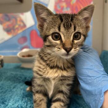 Elvira -  Domestic Short Hair Cat for Adoption in Cheyenne, Wyoming - Elvira | PetCurious