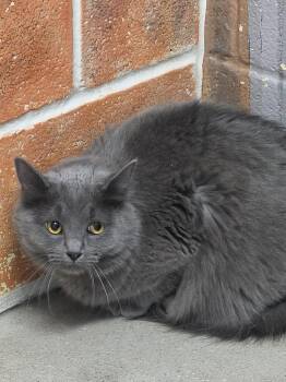 Domestic Medium Hair Cats Available for Adoption in Burnsville, North Carolina - Fergie | PetCurious