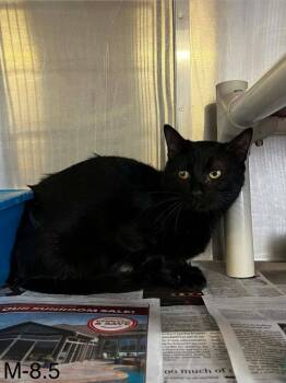 Kiko -  Domestic Short Hair Cat Available for Adoption in Sunrise Beach, Missouri - Kiko | PetCurious