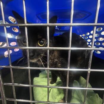 Domestic Short Hair Cats Available for Adoption in Newark, New Jersey - AHNJ-Stray-119595 | PetCurious