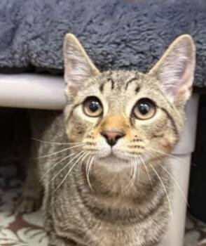Rescue Domestic Short Hair Cats for Adoption in Houston, Texas - Phineas | PetCurious