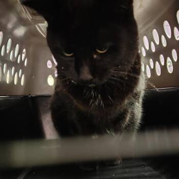 Star -  Domestic Short Hair Cat for Adoption in Cedar Rapids, Iowa - Star | PetCurious