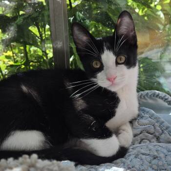 Rescue Domestic Short Hair Cats for Adoption in Houston, Texas - Barrett | PetCurious