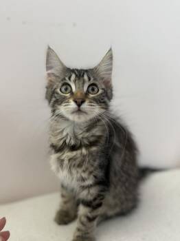 Domestic Long Hair Cats Available for Adoption in Wheaton, Illinois - Sunny | PetCurious