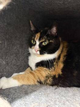 Rescue Domestic Short Hair Cats for Adoption in Wautoma, Wisconsin - Doozy | PetCurious