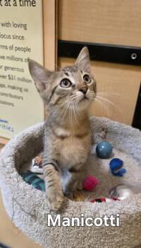 Abyssinian Cats Available for Adoption in Rowlett, Texas - Manicotti | PetCurious