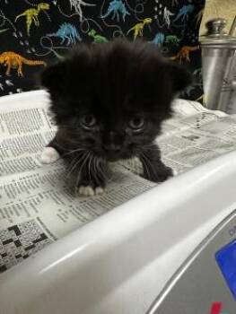 A1927577 -  Domestic Short Hair Cat for Adoption in Riverside, California - A1927577 | PetCurious