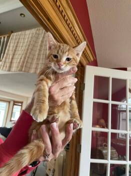 Domestic Short Hair Cats Available for Adoption - Rigby | PetCurious