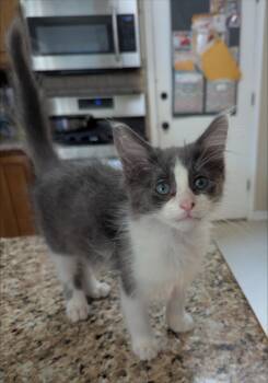 Sprite -  Domestic Medium Hair Cat for Adoption in New Baltimore, Michigan - Sprite | PetCurious
