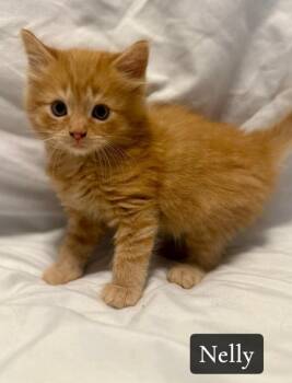 Domestic Medium Hair Cats Available for Adoption in Rutherfordton, North Carolina - Nelly | PetCurious