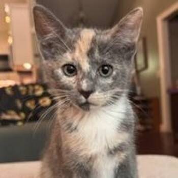 Muffin -  Dilute Calico Cat for Adoption in Southern Pines, North Carolina - Muffin | PetCurious