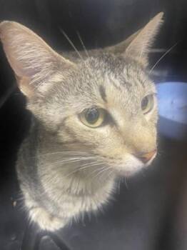 Mom -  Domestic Short Hair Cat for Adoption in Gainesville, Florida - Mom | PetCurious