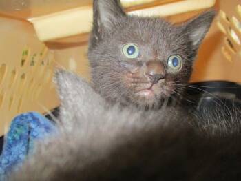 Domestic Short Hair Cats Available for Adoption in Ocala, Florida - BEETLE | PetCurious