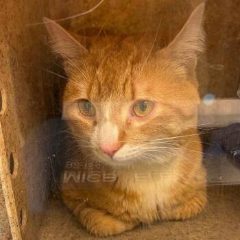 Domestic Short Hair Cats Available for Adoption - Henry | PetCurious