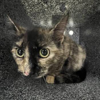 Domestic Short Hair Cats Available for Adoption - Conch Shell | PetCurious