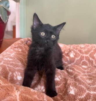 Charlie Remix -  Domestic Long Hair Cat for Adoption in Chandler, Arizona - Charlie Remix | PetCurious