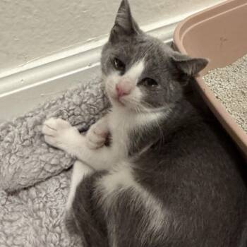 Storm -  Domestic Short Hair Cat for Adoption in Los Angeles, California - Storm | PetCurious