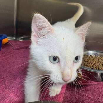 7/11 FKA Chilli Powder -  Domestic Short Hair Cat for Adoption in Leander, Texas - 7/11 FKA Chilli Powder | PetCurious